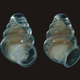 Illustration for article titled A translucent snail has been found in one of the worlds deepest caves